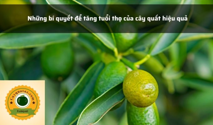 Những bí quyết để tăng tuổi thọ của cây quất hiệu quả