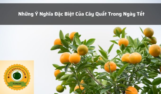 Những Ý Nghĩa Đặc Biệt Của Cây Quất Trong Ngày Tết